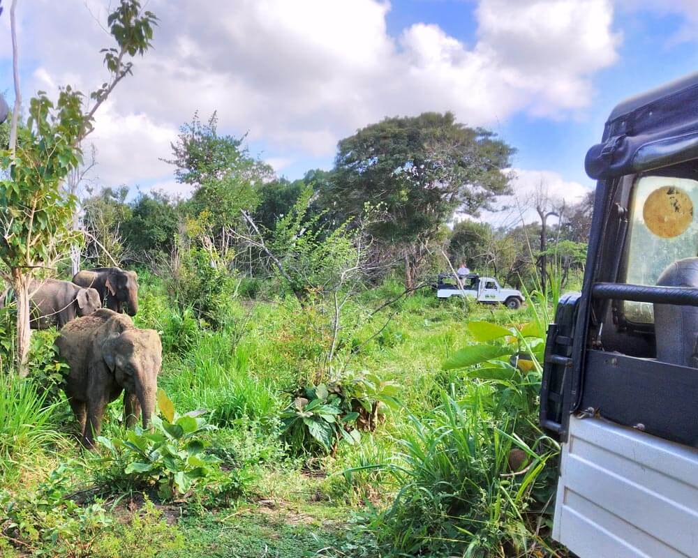 Elephant Pilgrimage Tour
