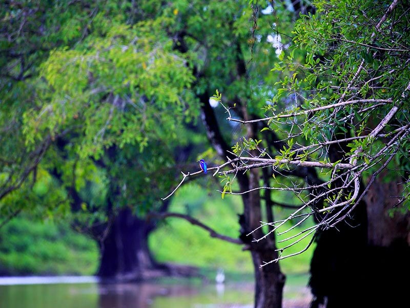 Sigiriya Sanctuary